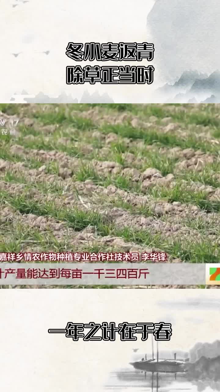 冬小麦返青除草正当时